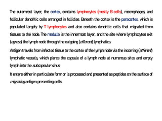 The outermost layer, the cortex, contains lymphocytes (mostly B cells), macrophages, and
follicular dendritic cells arranged in follicles. Beneath the cortex is the paracortex, which is
populated largely by T lymphocytes and also contains dendritic cells that migrated from
tissues to the node. The medulla is the innermost layer, and the site where lymphocytes exit
(egress) the lymph node through the outgoing (efferent) lymphatics.
Antigen travels from infected tissue to the cortex of the lymph node via the incoming (afferent)
lymphatic vessels, which pierce the capsule of a lymph node at numerous sites and empty
lymph into the subcapsular sinus.
It enters either in particulate form or is processed and presented as peptides on the surface of
migrating antigen presenting cells.
 