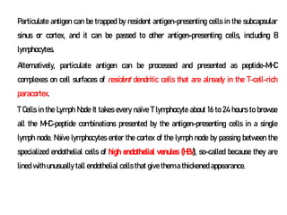 Particulate antigen can be trapped by resident antigen-presenting cells in the subcapsular
sinus or cortex, and it can be passed to other antigen-presenting cells, including B
lymphocytes.
Alternatively, particulate antigen can be processed and presented as peptide-MHC
complexes on cell surfaces of resident dendritic cells that are already in the T-cell-rich
paracortex.
T Cells in the Lymph Node It takes every naïve T lymphocyte about 16 to 24 hours to browse
all the MHC-peptide combinations presented by the antigen-presenting cells in a single
lymph node. Naïve lymphocytes enter the cortex of the lymph node by passing between the
specialized endothelial cells of high endothelial venules (HEV), so-called because they are
lined with unusually tall endothelial cells that give them a thickened appearance.
 