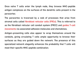 Once naïve T cells enter the lymph node, they browse MHC-peptide
antigen complexes on the surfaces of the dendritic cells present in the
paracortex.
The paracortex is traversed by a web of processes that arise from
stromal cells called fibroblast reticular cells (FRCs). This is referred to
as the fibroblast reticular cell conduit system (FRCC) and guides T-cell
movements via associated adhesion molecules and chemokines.
Antigen-presenting cells also appear to wrap themselves around the
conduits, giving circulating T cells ample opportunity to browse their
surfaces as they are guided down the network. The presence of this
specialized network elegantly enhances the probability that T cells will
meet their specific MHC-peptide combination.
 