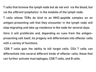T cells that browse the lymph node but do not exit via the blood, but
via the efferent lymphatics in the medulla of the lymph node.
T cells whose TCRs do bind to an MHC-peptide complex on an
antigen-presenting cell that they encounter in the lymph node will
stop migrating and take up residence in the node for several days.
Here it will proliferate and, depending on cues from the antigen-
presenting cell itself, its progeny will differentiate into effector cells
with a variety of functions.
CD8 T cells gain the ability to kill target cells. CD4 T cells can
differentiate into several different kinds of effector cells, those that
can further activate macrophages, CD8 T cells, and B cells.
 