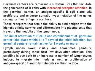 Germinal centers are remarkable substructures that facilitate
the generation of B cells with increased receptor affinities. In
the germinal center, an antigen-specific B cell clone will
proliferate and undergo somatic hypermutation of the genes
coding for their antigen receptors.
Those receptors that retain the ability to bind antigen with the
highest affinity survive and differentiate into plasma cells that
travel to the medulla of the lymph node.
The initial activation of B cells and establishment of germinal
center take place within 4 to 7 days of the initial infection, but
germinal centers remain active for 3 weeks or more.
Lymph nodes swell visibly and sometimes painfully,
particularly during those first few days after infection. This
swelling is due both to an increase in number of lymphocytes
induced to migrate into node as well as proliferation of
antigen-specific T and B lymphocytes within the lobe.
 