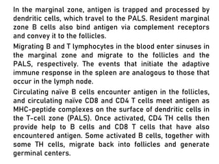 In the marginal zone, antigen is trapped and processed by
dendritic cells, which travel to the PALS. Resident marginal
zone B cells also bind antigen via complement receptors
and convey it to the follicles.
Migrating B and T lymphocytes in the blood enter sinuses in
the marginal zone and migrate to the follicles and the
PALS, respectively. The events that initiate the adaptive
immune response in the spleen are analogous to those that
occur in the lymph node.
Circulating naïve B cells encounter antigen in the follicles,
and circulating naïve CD8 and CD4 T cells meet antigen as
MHC-peptide complexes on the surface of dendritic cells in
the T-cell zone (PALS). Once activated, CD4 TH cells then
provide help to B cells and CD8 T cells that have also
encountered antigen. Some activated B cells, together with
some TH cells, migrate back into follicles and generate
germinal centers.
 