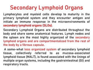 Secondary Lymphoid Organs
Lymphocytes and myeloid cells develop to maturity in the
primary lymphoid system and they encounter antigen and
initiate an immune response in the microenvironments of
secondary lymphoid organs (SLOs).
Secondary Lymphoid Organs are distributed throughout the
body and share some anatomical features. Lymph nodes and
the spleen are the most highly organized of the secondary
lymphoid organs and are compartmentalized from the rest of
the body by a fibrous capsule.
A some-what less organized system of secondary lymphoid
tissue, collectively referred to as mucosa-associated
lymphoid tissue (MALT), is found associated with the linings of
multiple organ systems, including the gastrointestinal (GI) and
respiratory tracts.
 