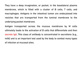 They have a deep invagination, or pocket, in the basolateral plasma
membrane, which is filled with a cluster of B cells, T cells, and
macrophages. Antigens in the intestinal lumen are endocytosed into
vesicles that are transported from the luminal membrane to the
underlying pocket membrane.
Antigen transported across the mucous membrane by M cells
ultimately leads to the activation of B cells that differentiate and then
secrete IgA. This class of antibody is concentrated in secretions (e.g.,
milk) and is an important tool used by the body to combat many types
of infection at mucosal sites.
 