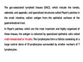 The gut-associated lymphoid tissues (GALT), which include the tonsils,
adenoids, and appendix, and specialized structures called Peyer's patches in
the small intestine, collect antigen from the epithelial surfaces of the
gastrointestinal tract.
In Peyer's patches, which are the most important and highly organized of
these tissues, the antigen is collected by specialized epithelial cells called
multi-fenestrated or M cells. The lymphocytes form a follicle consisting of a
large central dome of B lymphocytes surrounded by smaller numbers of T
lymphocytes .
 