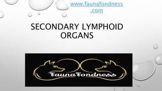 SECONDARY LYMPHOID
ORGANS
www.faunafondness
.com
 