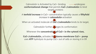 Calmodulin is Activated by Ca2+ binding undergoes
conformational change that permits Ca2+/calmodulin to bind
targets proteins
A tenfold increase in Ca2+ concentration typically causes a fiftyfold
increase in calmodulin activation
When an activated molecule of Ca2+/calmodulin binds to its target,
Calmodulin further changes its conformation
Whenever the concentration of Ca2+ in the cytosol rises,
Ca2+/calmodulin, activates the plasma membrane Ca2+- pump
uses ATP hydrolysis to pump Ca2+ out of cells or storing it in ER
 