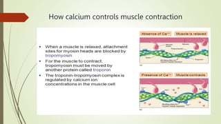 How calcium controls muscle contraction
 