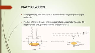 DIACYLGLYCEROL
 Diacylglycerol (DAG) functions as a second messenger signalling lipid
molecule
 Product of the hydrolysis of the phospholipid phosphatidylinositol 4,5-
bisphosphate (PIP2) by the enzyme phospholipase C
 