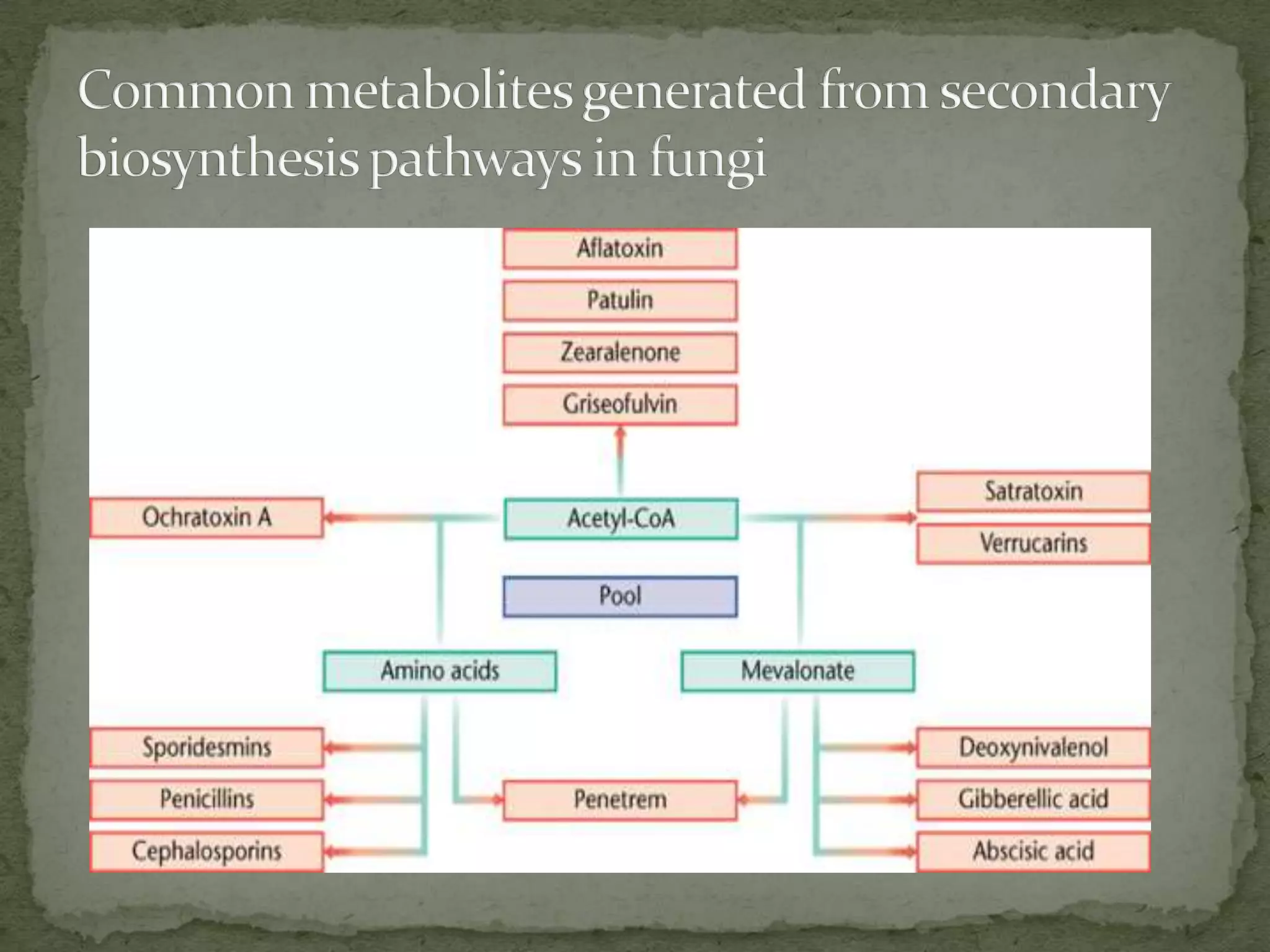 Secondary metabolism of Fungi | PPT | Free Download