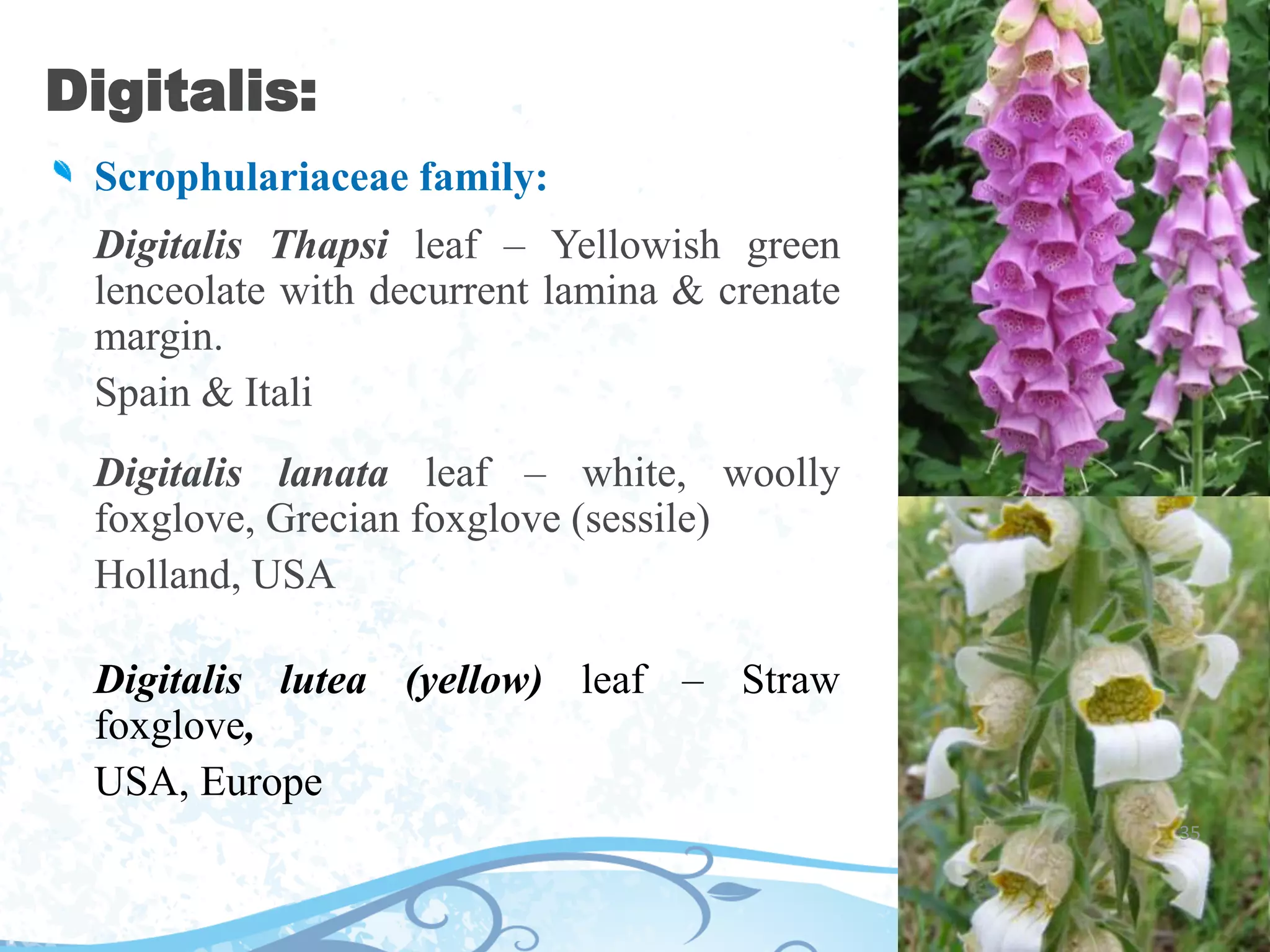 Digitalis:
Scrophulariaceae family:
Digitalis Thapsi leaf – Yellowish green
lenceolate with decurrent lamina & crenate
margin.
Spain & Itali
Digitalis lanata leaf – white, woolly
foxglove, Grecian foxglove (sessile)
Holland, USA
Digitalis lutea (yellow) leaf – Straw
foxglove,
USA, Europe
35
 