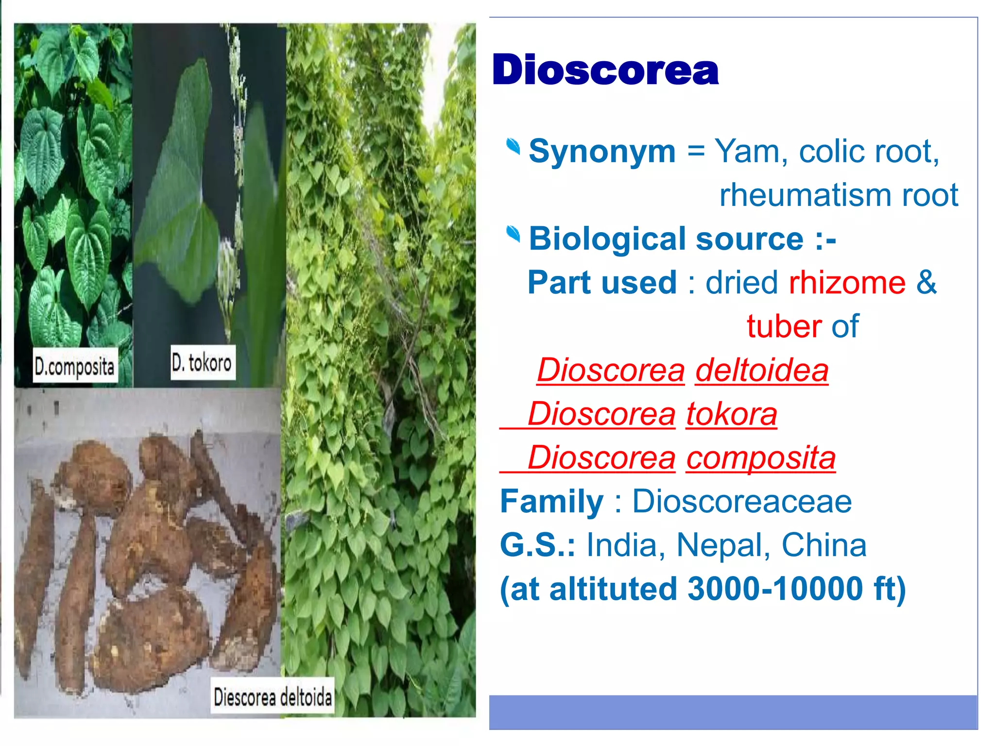 Dioscorea
Synonym = Yam, colic root,
rheumatism root
Biological source :-
Part used : dried rhizome &
tuber of
Dioscorea deltoidea
Dioscorea tokora
Dioscorea composita
Family : Dioscoreaceae
G.S.: India, Nepal, China
(at altituted 3000-10000 ft)
 