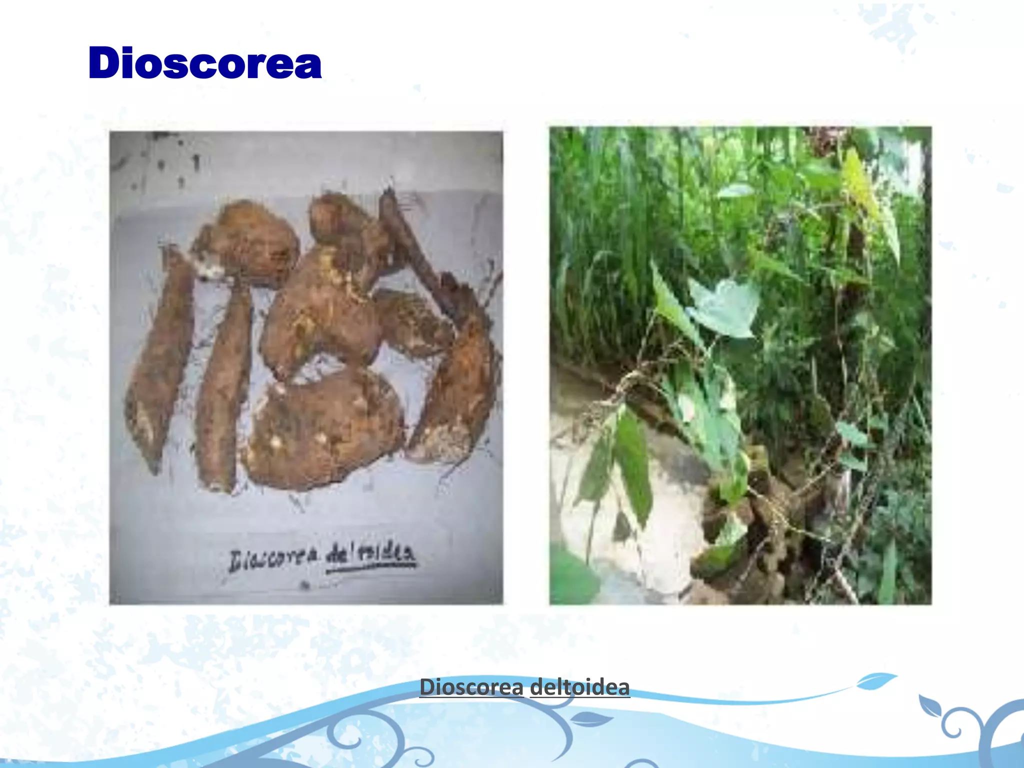 Dioscorea
Dioscorea deltoidea
 