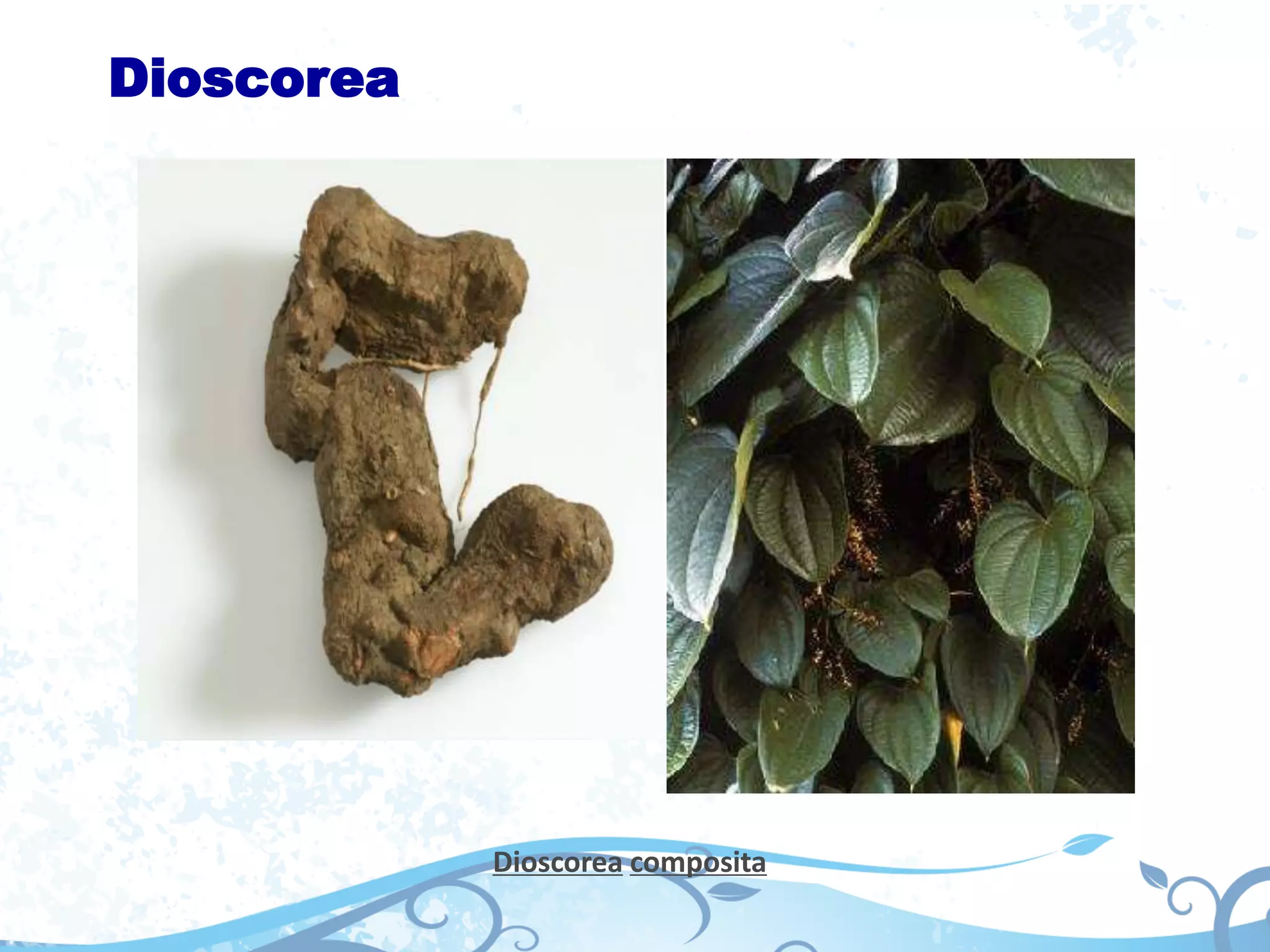 Dioscorea
Dioscorea composita
 