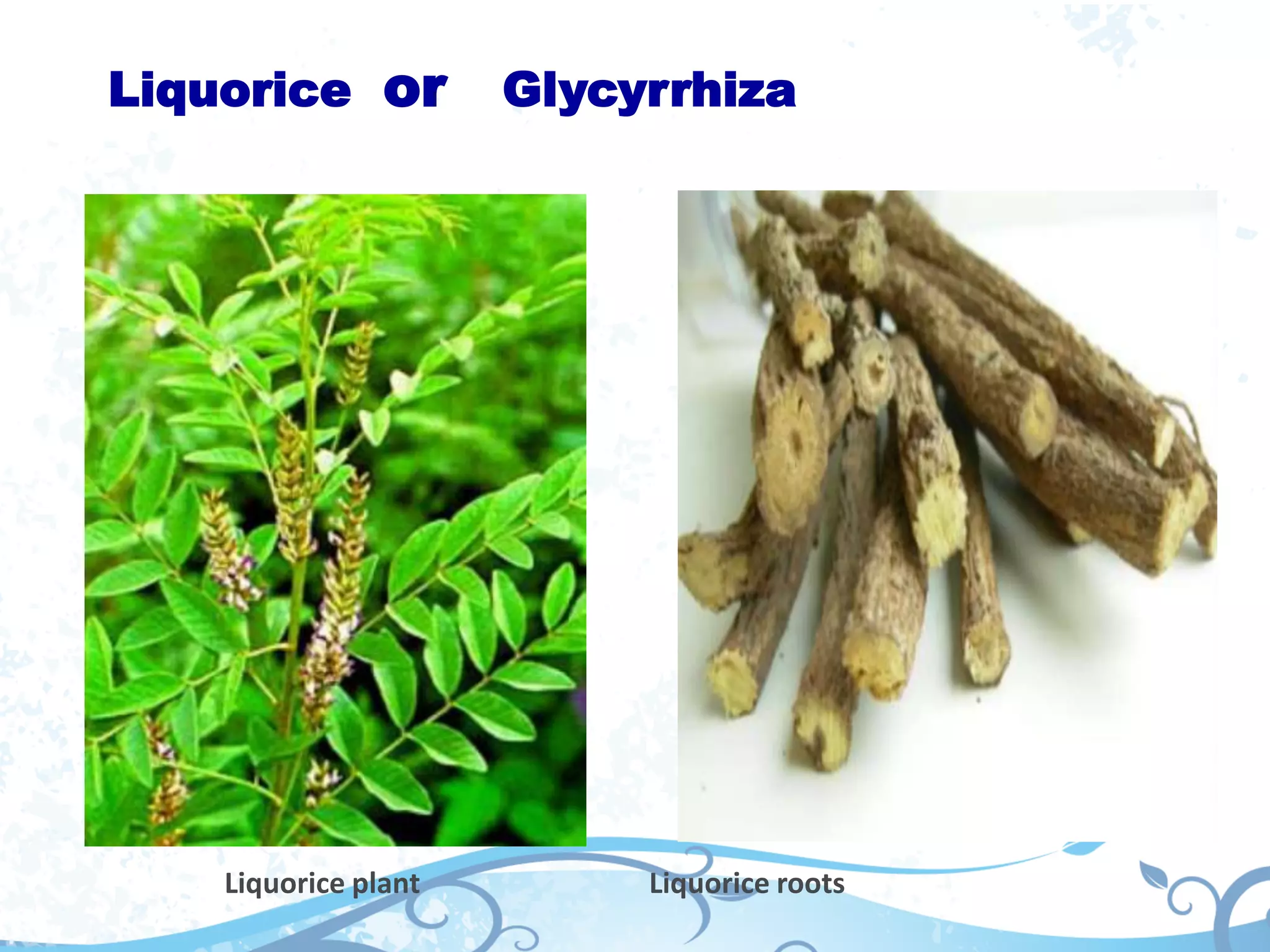 Liquorice or Glycyrrhiza
Liquorice plant Liquorice roots
 