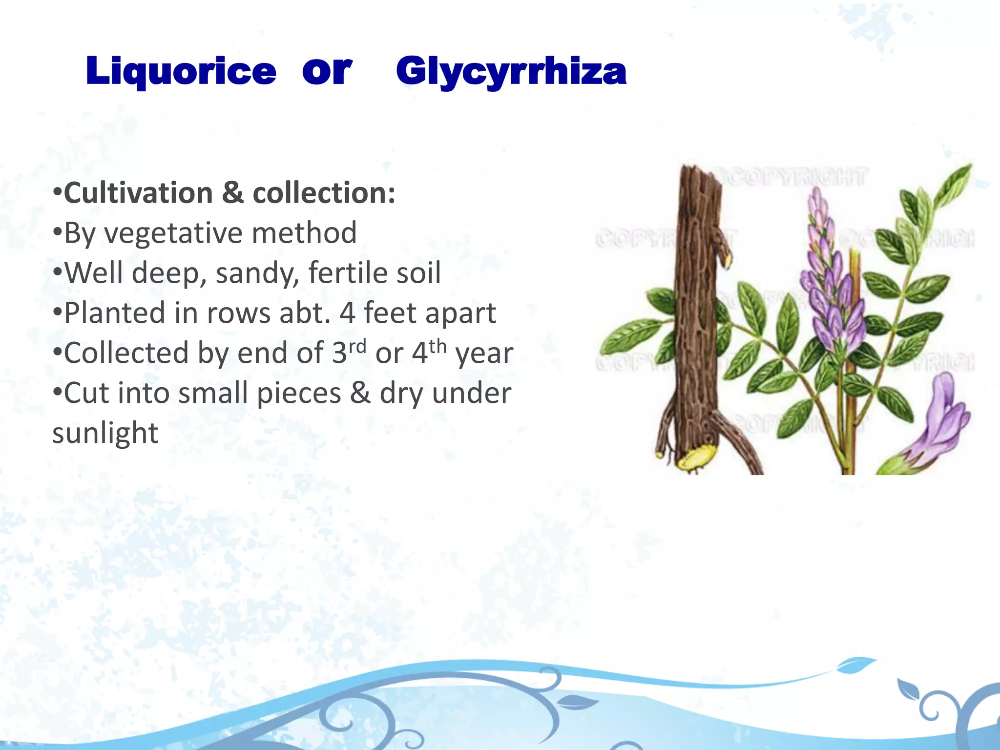 Liquorice or Glycyrrhiza
•Cultivation & collection:
•By vegetative method
•Well deep, sandy, fertile soil
•Planted in rows abt. 4 feet apart
•Collected by end of 3rd or 4th year
•Cut into small pieces & dry under
sunlight
 
