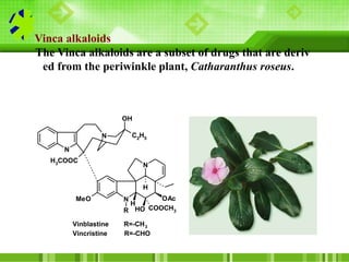 Vinca alkaloids
The Vinca alkaloids are a subset of drugs that are deriv
ed from the periwinkle plant, Catharanthus roseus...