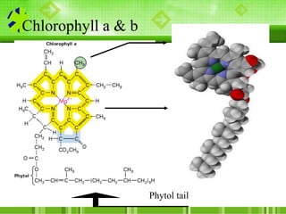 Structure of chlorophyll a and b
 
