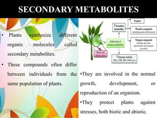 PLANT SECONDARY METABOLITES IN PLANTS AND THEIR SIGNIFICANCE | PPTX