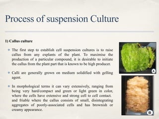 Compact Calli secondary metabolites in commercial plant tissue culture | PPTX