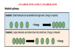 Secondary metabolite ,Plants and Health Care | PDF