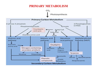 Secondary metabolite ,Plants and Health Care | PDF