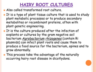 HAIRY ROOT CULTURES
 Also called transformed root culture.
 It is a type of plant tissue culture that is used to study
plant metabolic processes or to produce secondary
metabolites or recombinant proteins, often with
plant genetic engineering.
 It is the culture produced after the infection of
explants or cultures by the gram negative soil
bacterium Agrobacterium rhizogenes (contain Ri
plasmids) can infect plant roots and cause them to
produce a food source for the bacterium, opines and to
grow abnormally.
 This process take the advantage of the naturally
occurring hairy root disease in dicotlydons.
 
