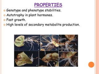 PROPERTIES
 Genotype and phenotype stabilities.
 Autotrophy in plant hormones.
 Fast growth.
 High levels of secondary metabolite production.
 