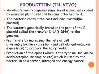 PRODUCTION (IN-VIVO)
 Agrobacterium recognizes some signal molecules exuded
by wounded plant cells and become attached to it.
 The bacteria contain the root inducing plasmid(Ri-
plasmid).
 The bacteria genetically transfer the part of the Ri-
plasmid called the transfer DNA(t-DNA) to the
genome.
 Proliferate by increasing the rate of cell
division(cytokinin expression) and cell elongation(auxin
expression) to produce the hairy roots.
 Production of the opines which is the type unusual amino
acids(octopine ,mannopine etc) which is used by the
bacterium as a carbon, nitrogen and energy source.
 