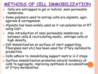METHODS OF CELL IMMOBILIZATION
 Cells are entrapped in gel or behind semi permeable
membrane.
 Some polymers used to entrap cells are alginate, agar,
agarose & carrageenan.
 Alginate has been widely used as it can polymerize at RT
using Ca2+.
 Also introduction of semi permeable membrane in
between cells & recirculating media , entraps cells at
high density.
 Cell immobilization on surface of inert support(eg.
Fiberglass mat etc) has been used for 2ndary metabolite
production.
 Cells adhere to immobilizing support matrix in 2 steps.
 Surface immobilization promotes natural tendency of
cells to aggregate, improving synthesis & accumulation
of 2ndary metabolites.
 