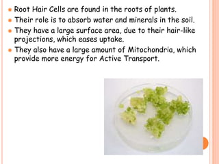  Root Hair Cells are found in the roots of plants.
 Their role is to absorb water and minerals in the soil.
 They have a large surface area, due to their hair-like
projections, which eases uptake.
 They also have a large amount of Mitochondria, which
provide more energy for Active Transport.
 