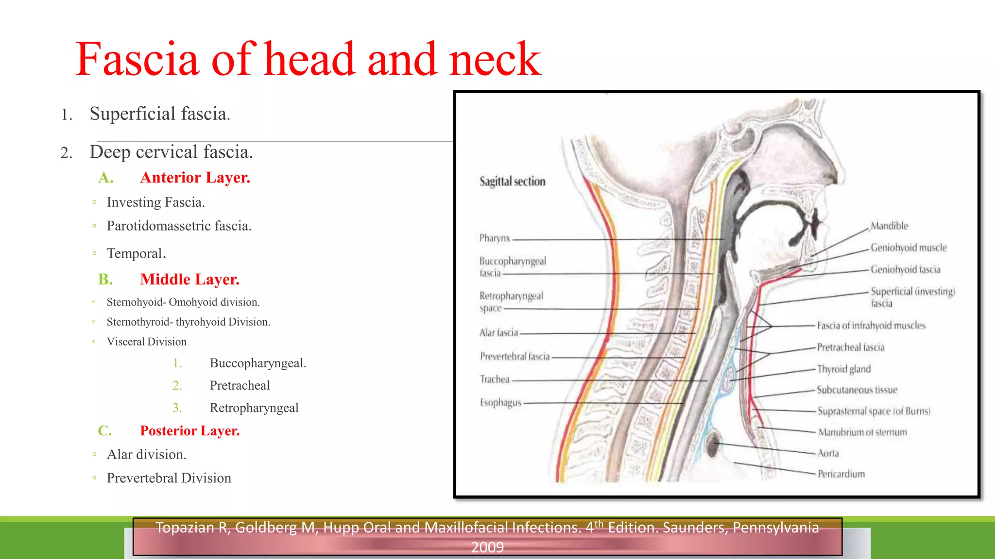 Fascia of head and neck
1. Superficial fascia.
2. Deep cervical fascia.
A. Anterior Layer.
◦ Investing Fascia.
◦ Parotidomassetric fascia.
◦ Temporal.
B. Middle Layer.
◦ Sternohyoid- Omohyoid division.
◦ Sternothyroid- thyrohyoid Division.
◦ Visceral Division
1. Buccopharyngeal.
2. Pretracheal
3. Retropharyngeal
C. Posterior Layer.
◦ Alar division.
◦ Prevertebral Division
11
Topazian R, Goldberg M, Hupp Oral and Maxillofacial Infections. 4th Edition. Saunders, Pennsylvania
2009
 