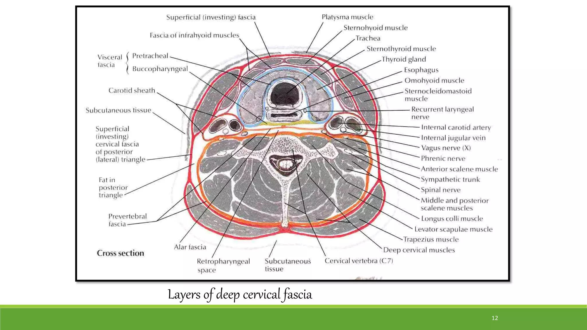 Layers of deep cervical fascia
12
 