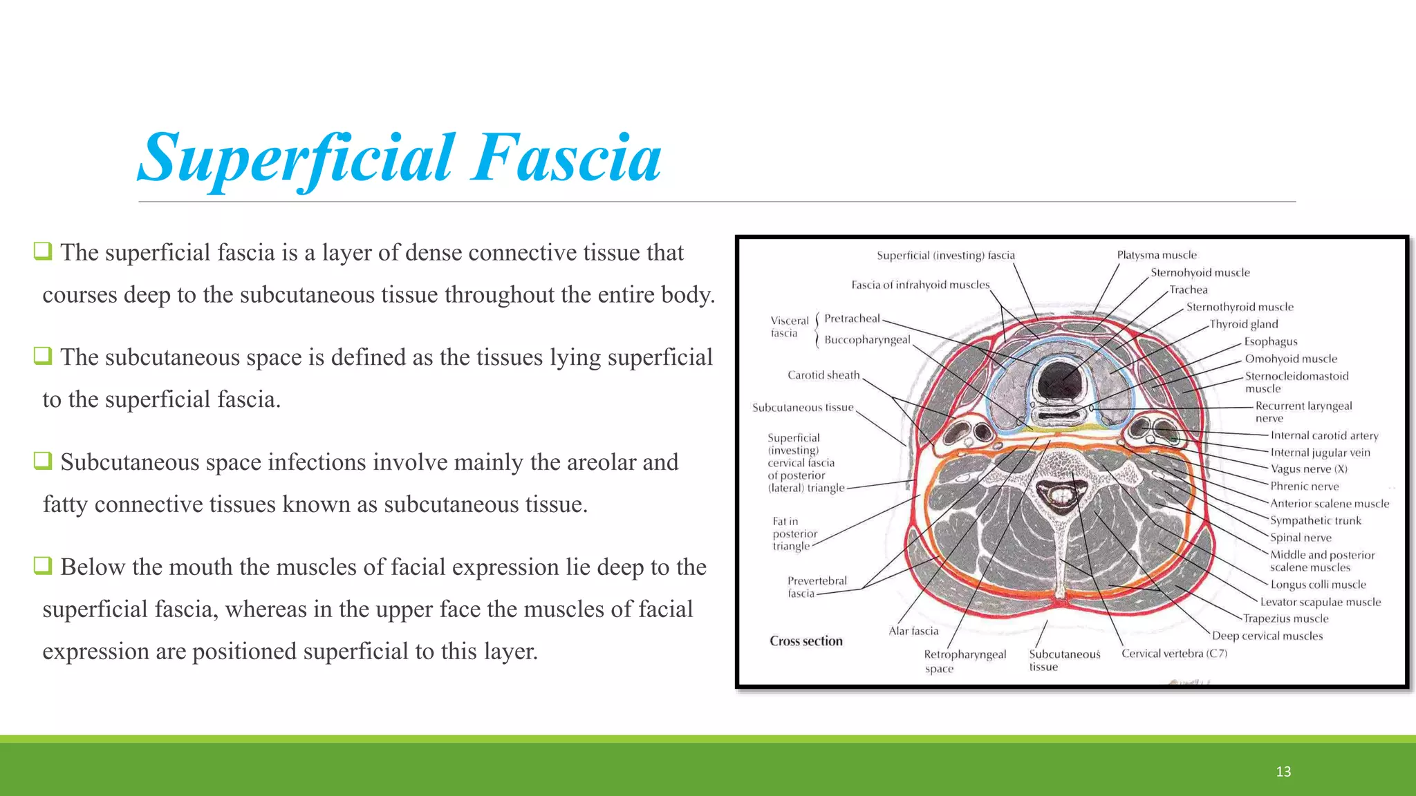 Superficial Fascia
 The superficial fascia is a layer of dense connective tissue that
courses deep to the subcutaneous tissue throughout the entire body.
 The subcutaneous space is defined as the tissues lying superficial
to the superficial fascia.
 Subcutaneous space infections involve mainly the areolar and
fatty connective tissues known as subcutaneous tissue.
 Below the mouth the muscles of facial expression lie deep to the
superficial fascia, whereas in the upper face the muscles of facial
expression are positioned superficial to this layer.
13
 