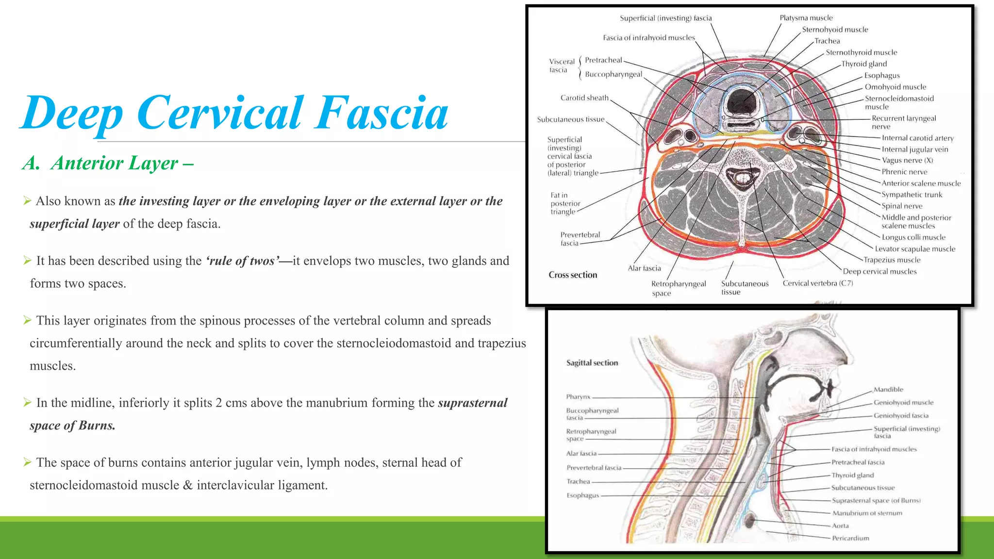 Deep Cervical Fascia
A. Anterior Layer –
 Also known as the investing layer or the enveloping layer or the external layer or the
superficial layer of the deep fascia.
 It has been described using the ‘rule of twos’—it envelops two muscles, two glands and
forms two spaces.
 This layer originates from the spinous processes of the vertebral column and spreads
circumferentially around the neck and splits to cover the sternocleiodomastoid and trapezius
muscles.
 In the midline, inferiorly it splits 2 cms above the manubrium forming the suprasternal
space of Burns.
 The space of burns contains anterior jugular vein, lymph nodes, sternal head of
sternocleidomastoid muscle & interclavicular ligament.
14
 