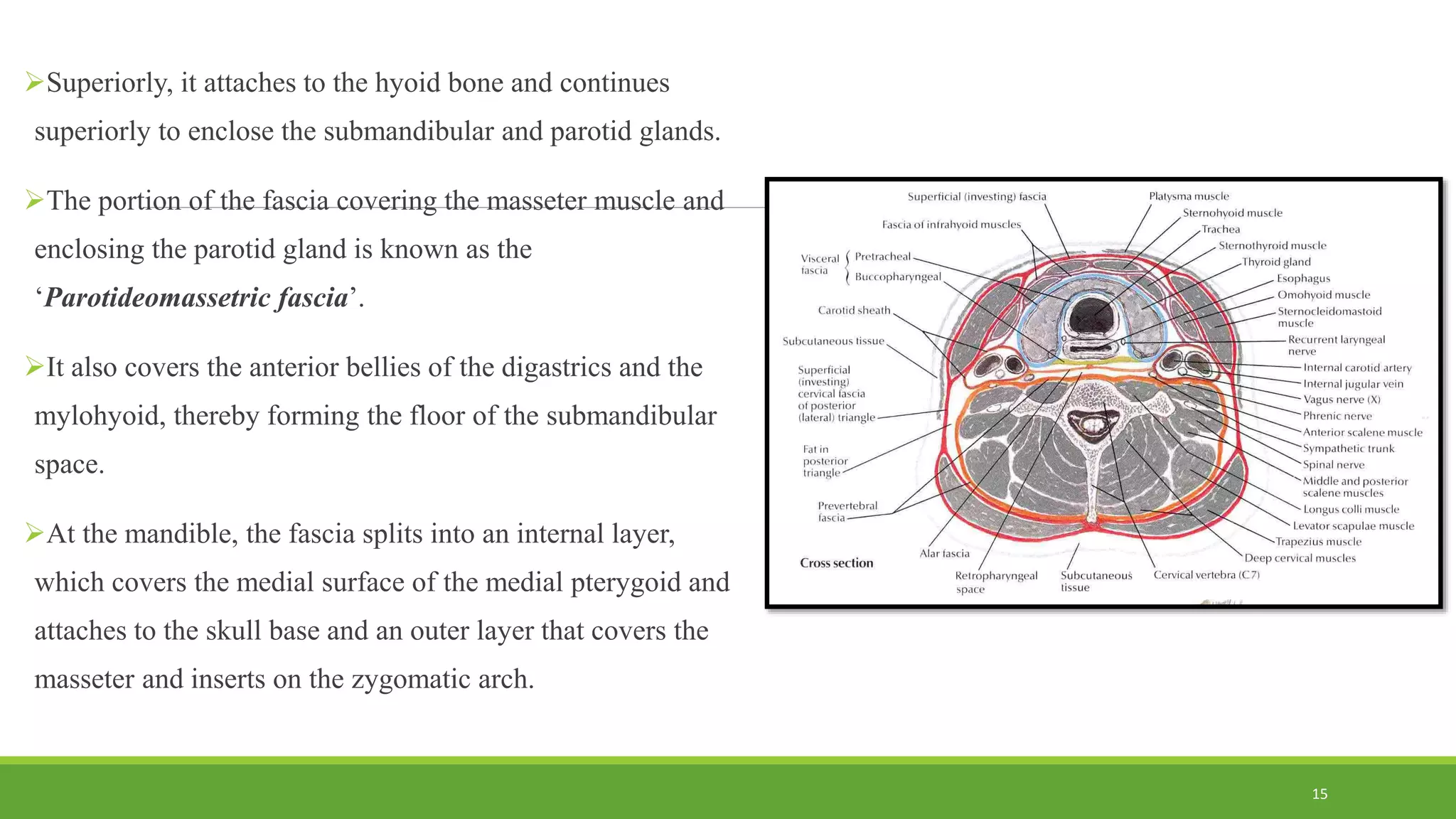 Superiorly, it attaches to the hyoid bone and continues
superiorly to enclose the submandibular and parotid glands.
The portion of the fascia covering the masseter muscle and
enclosing the parotid gland is known as the
‘Parotideomassetric fascia’.
It also covers the anterior bellies of the digastrics and the
mylohyoid, thereby forming the floor of the submandibular
space.
At the mandible, the fascia splits into an internal layer,
which covers the medial surface of the medial pterygoid and
attaches to the skull base and an outer layer that covers the
masseter and inserts on the zygomatic arch.
15
 