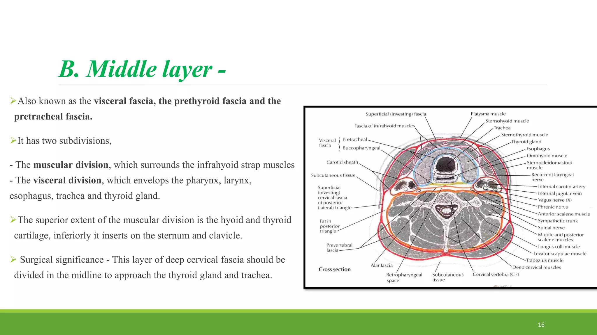 B. Middle layer -
Also known as the visceral fascia, the prethyroid fascia and the
pretracheal fascia.
It has two subdivisions,
- The muscular division, which surrounds the infrahyoid strap muscles
- The visceral division, which envelops the pharynx, larynx,
esophagus, trachea and thyroid gland.
The superior extent of the muscular division is the hyoid and thyroid
cartilage, inferiorly it inserts on the sternum and clavicle.
 Surgical significance - This layer of deep cervical fascia should be
divided in the midline to approach the thyroid gland and trachea.
16
 