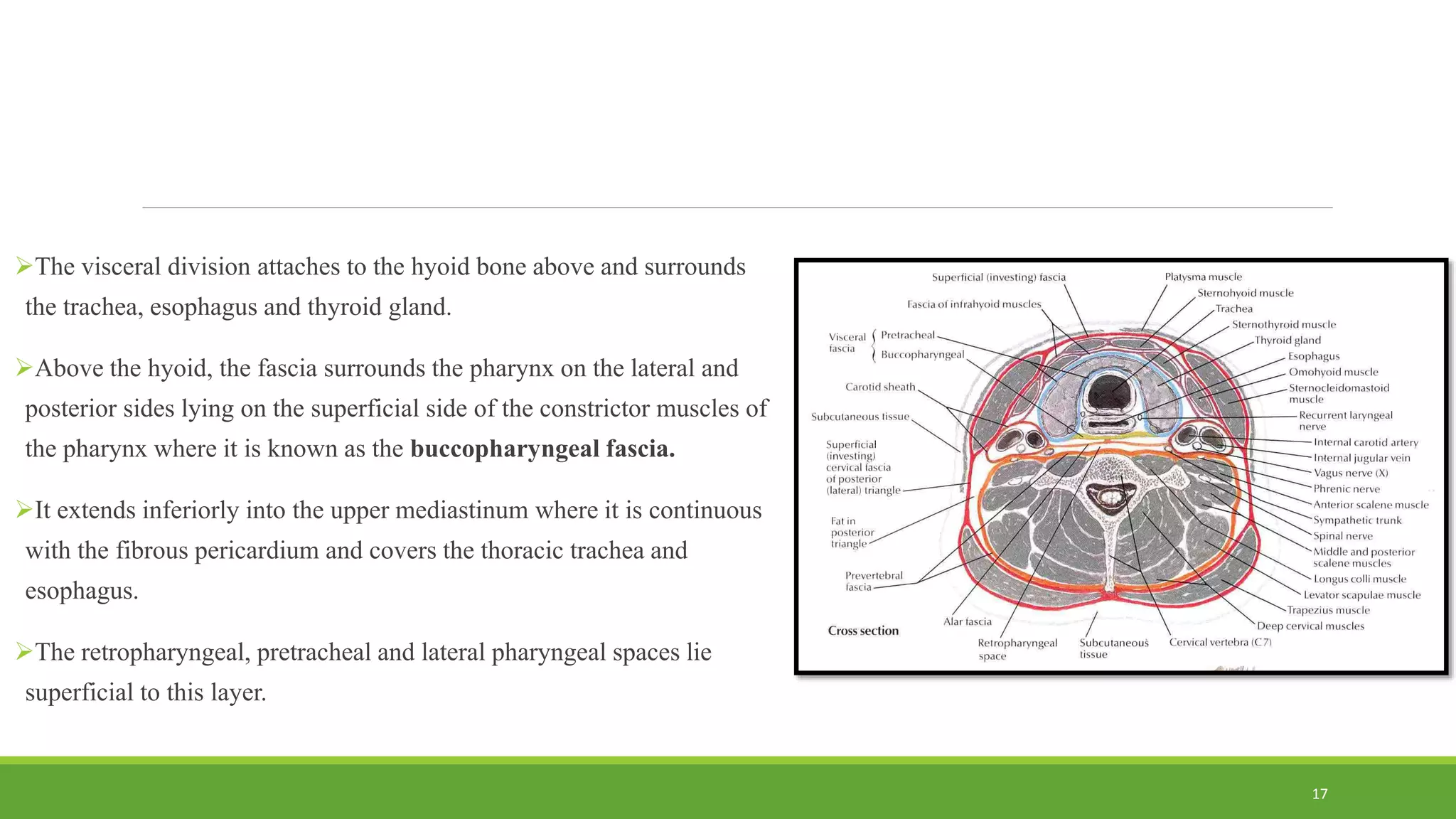 The visceral division attaches to the hyoid bone above and surrounds
the trachea, esophagus and thyroid gland.
Above the hyoid, the fascia surrounds the pharynx on the lateral and
posterior sides lying on the superficial side of the constrictor muscles of
the pharynx where it is known as the buccopharyngeal fascia.
It extends inferiorly into the upper mediastinum where it is continuous
with the fibrous pericardium and covers the thoracic trachea and
esophagus.
The retropharyngeal, pretracheal and lateral pharyngeal spaces lie
superficial to this layer.
17
 