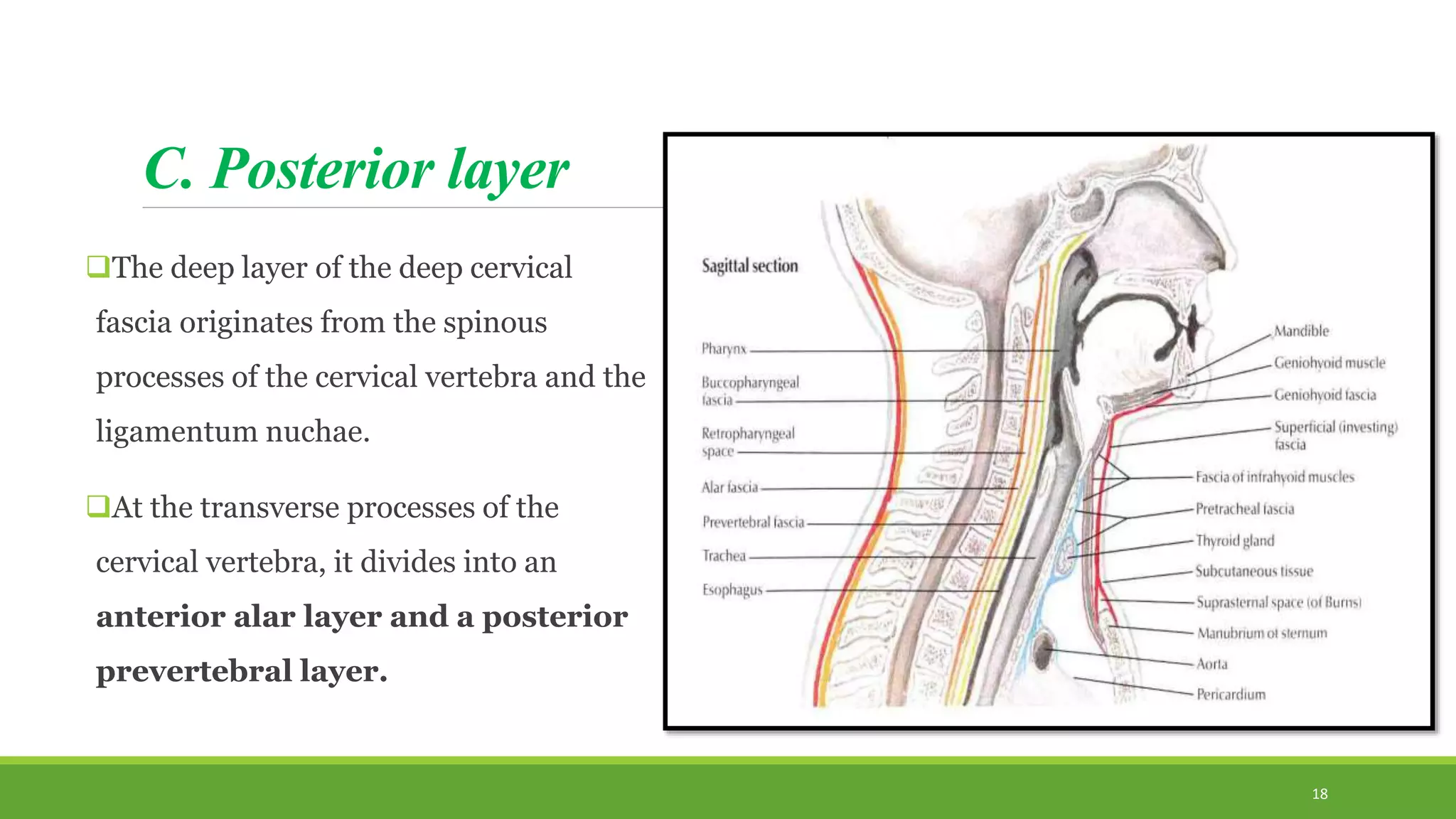 C. Posterior layer
The deep layer of the deep cervical
fascia originates from the spinous
processes of the cervical vertebra and the
ligamentum nuchae.
At the transverse processes of the
cervical vertebra, it divides into an
anterior alar layer and a posterior
prevertebral layer.
18
 