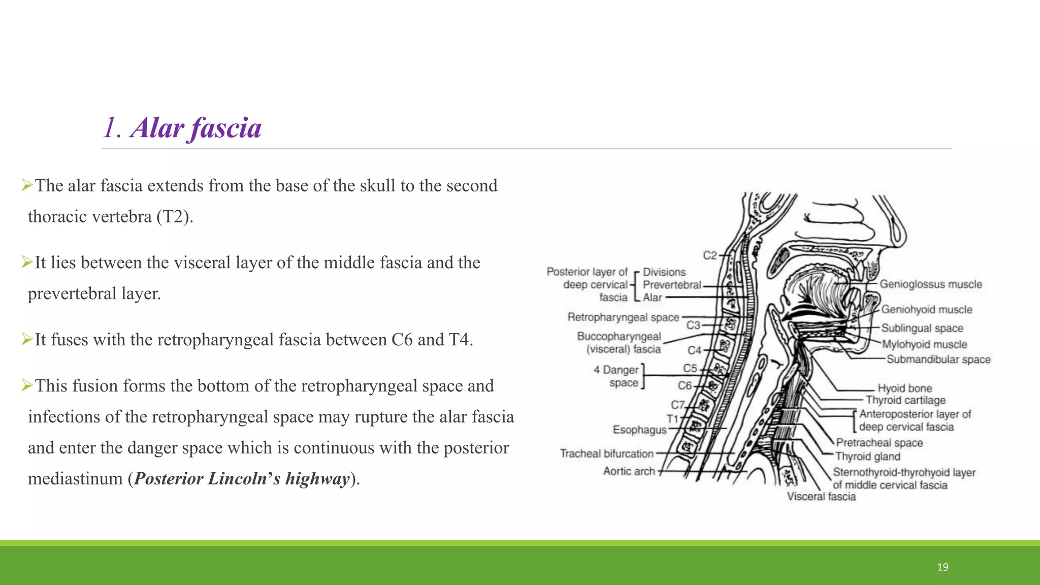 1. Alar fascia
The alar fascia extends from the base of the skull to the second
thoracic vertebra (T2).
It lies between the visceral layer of the middle fascia and the
prevertebral layer.
It fuses with the retropharyngeal fascia between C6 and T4.
This fusion forms the bottom of the retropharyngeal space and
infections of the retropharyngeal space may rupture the alar fascia
and enter the danger space which is continuous with the posterior
mediastinum (Posterior Lincoln’s highway).
19
 