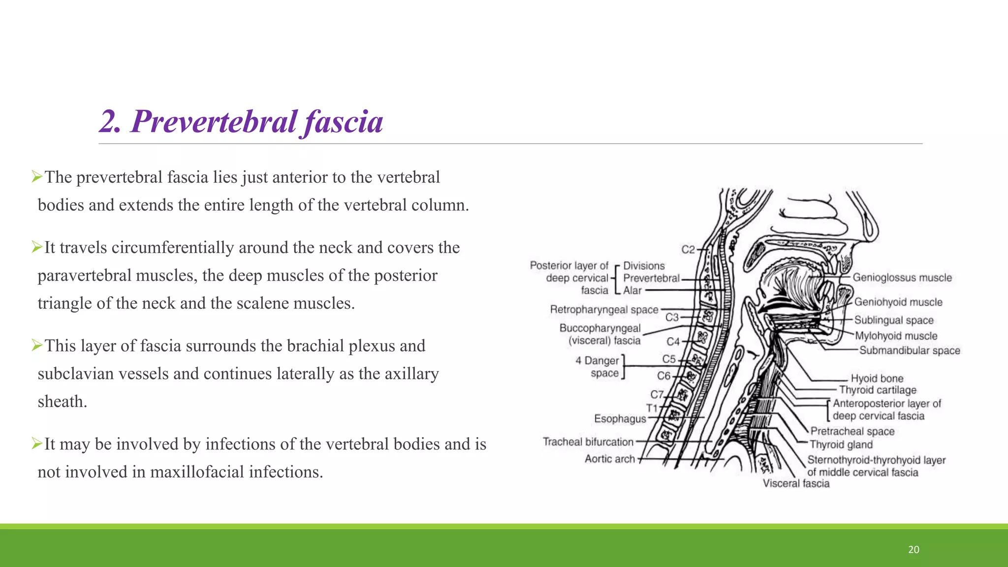 2. Prevertebral fascia
The prevertebral fascia lies just anterior to the vertebral
bodies and extends the entire length of the vertebral column.
It travels circumferentially around the neck and covers the
paravertebral muscles, the deep muscles of the posterior
triangle of the neck and the scalene muscles.
This layer of fascia surrounds the brachial plexus and
subclavian vessels and continues laterally as the axillary
sheath.
It may be involved by infections of the vertebral bodies and is
not involved in maxillofacial infections.
20
 
