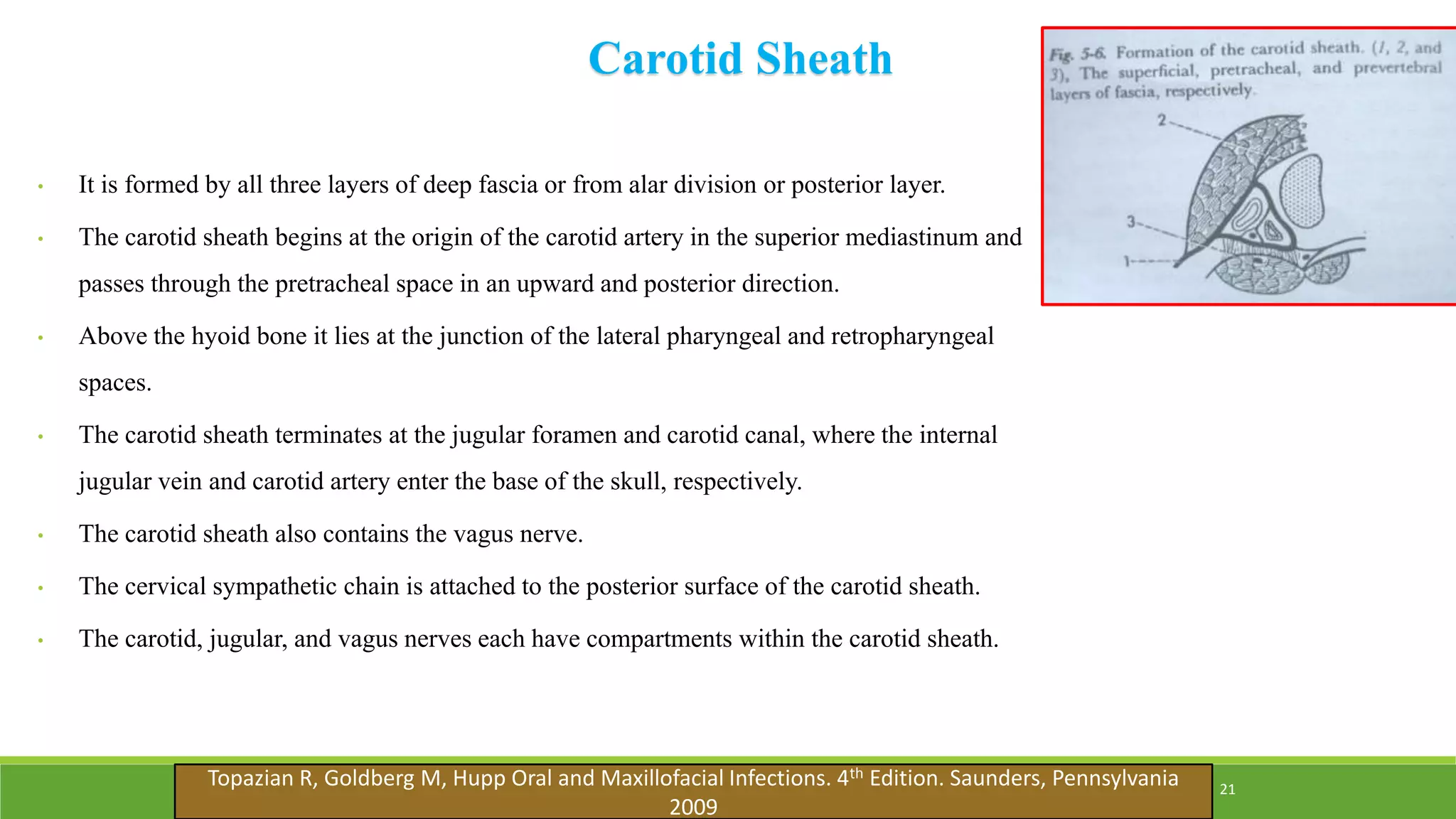 Carotid Sheath
• It is formed by all three layers of deep fascia or from alar division or posterior layer.
• The carotid sheath begins at the origin of the carotid artery in the superior mediastinum and
passes through the pretracheal space in an upward and posterior direction.
• Above the hyoid bone it lies at the junction of the lateral pharyngeal and retropharyngeal
spaces.
• The carotid sheath terminates at the jugular foramen and carotid canal, where the internal
jugular vein and carotid artery enter the base of the skull, respectively.
• The carotid sheath also contains the vagus nerve.
• The cervical sympathetic chain is attached to the posterior surface of the carotid sheath.
• The carotid, jugular, and vagus nerves each have compartments within the carotid sheath.
21
Topazian R, Goldberg M, Hupp Oral and Maxillofacial Infections. 4th Edition. Saunders, Pennsylvania
2009
 
