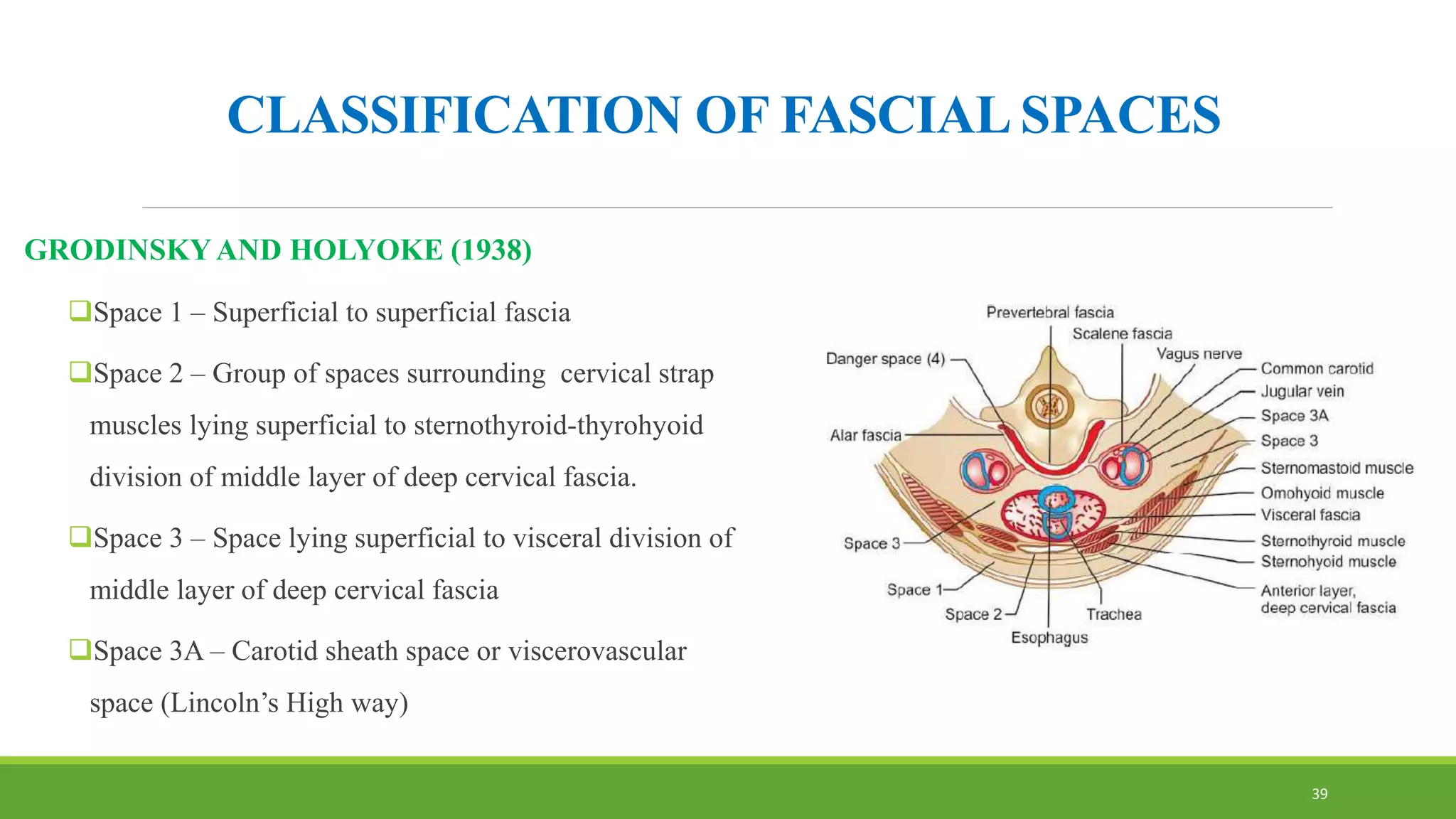CLASSIFICATION OF FASCIAL SPACES
GRODINSKYAND HOLYOKE (1938)
Space 1 – Superficial to superficial fascia
Space 2 – Group of spaces surrounding cervical strap
muscles lying superficial to sternothyroid-thyrohyoid
division of middle layer of deep cervical fascia.
Space 3 – Space lying superficial to visceral division of
middle layer of deep cervical fascia
Space 3A – Carotid sheath space or viscerovascular
space (Lincoln’s High way)
39
 