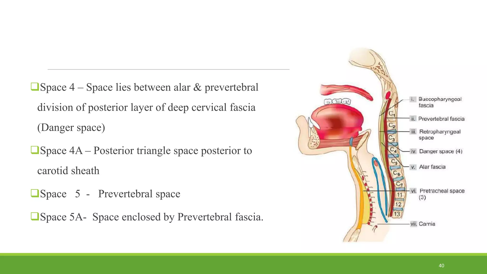 Space 4 – Space lies between alar & prevertebral
division of posterior layer of deep cervical fascia
(Danger space)
Space 4A – Posterior triangle space posterior to
carotid sheath
Space 5 - Prevertebral space
Space 5A- Space enclosed by Prevertebral fascia.
40
 