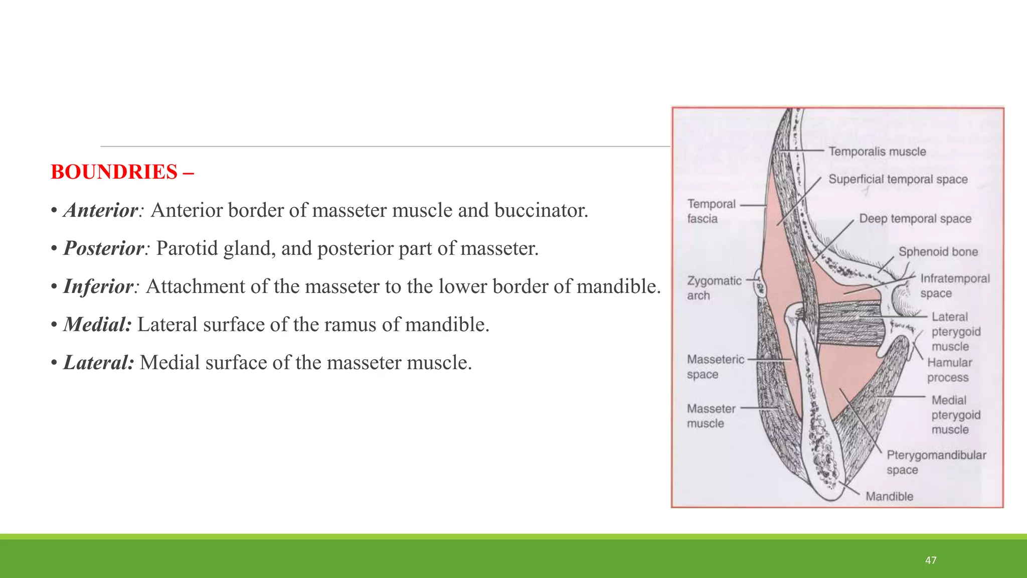 BOUNDRIES –
• Anterior: Anterior border of masseter muscle and buccinator.
• Posterior: Parotid gland, and posterior part of masseter.
• Inferior: Attachment of the masseter to the lower border of mandible.
• Medial: Lateral surface of the ramus of mandible.
• Lateral: Medial surface of the masseter muscle.
47
 