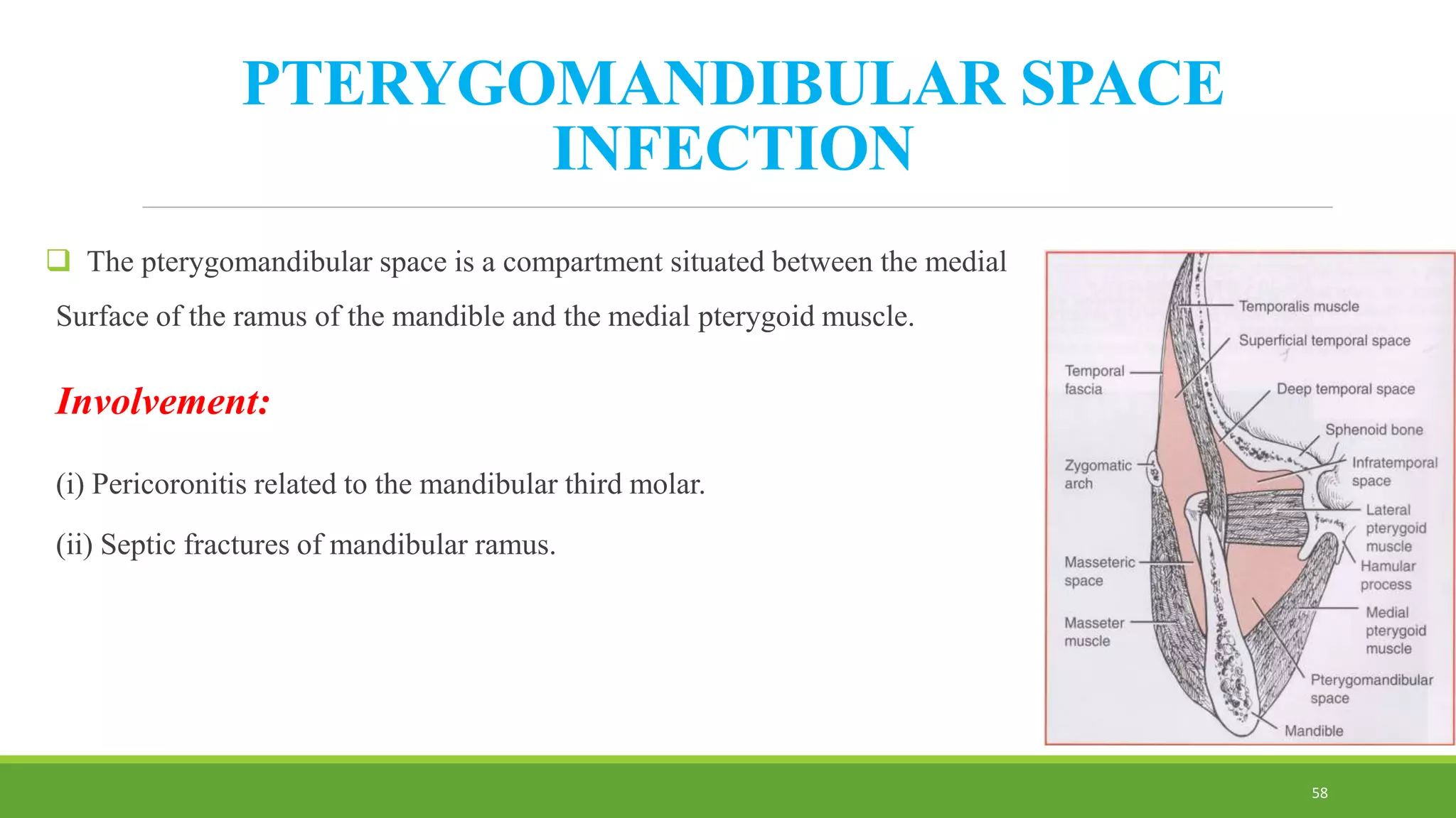 PTERYGOMANDIBULAR SPACE
INFECTION
 The pterygomandibular space is a compartment situated between the medial
Surface of the ramus of the mandible and the medial pterygoid muscle.
Involvement:
(i) Pericoronitis related to the mandibular third molar.
(ii) Septic fractures of mandibular ramus.
58
 