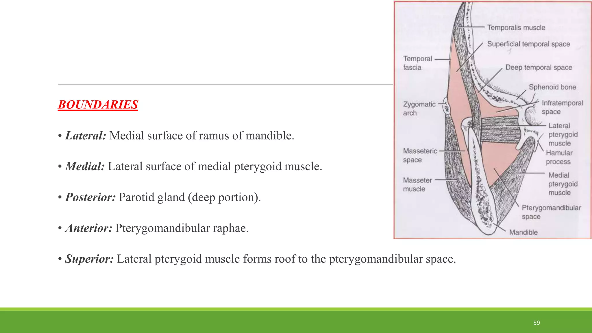BOUNDARIES
• Lateral: Medial surface of ramus of mandible.
• Medial: Lateral surface of medial pterygoid muscle.
• Posterior: Parotid gland (deep portion).
• Anterior: Pterygomandibular raphae.
• Superior: Lateral pterygoid muscle forms roof to the pterygomandibular space.
59
 