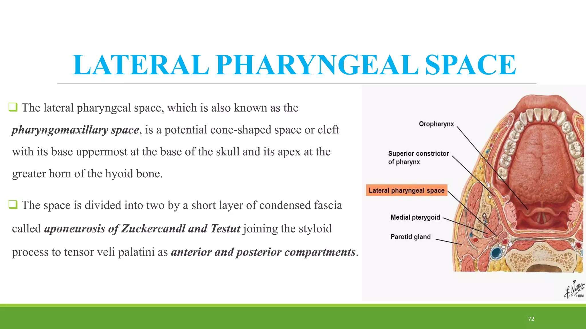 LATERAL PHARYNGEAL SPACE
 The lateral pharyngeal space, which is also known as the
pharyngomaxillary space, is a potential cone-shaped space or cleft
with its base uppermost at the base of the skull and its apex at the
greater horn of the hyoid bone.
 The space is divided into two by a short layer of condensed fascia
called aponeurosis of Zuckercandl and Testut joining the styloid
process to tensor veli palatini as anterior and posterior compartments.
72
 