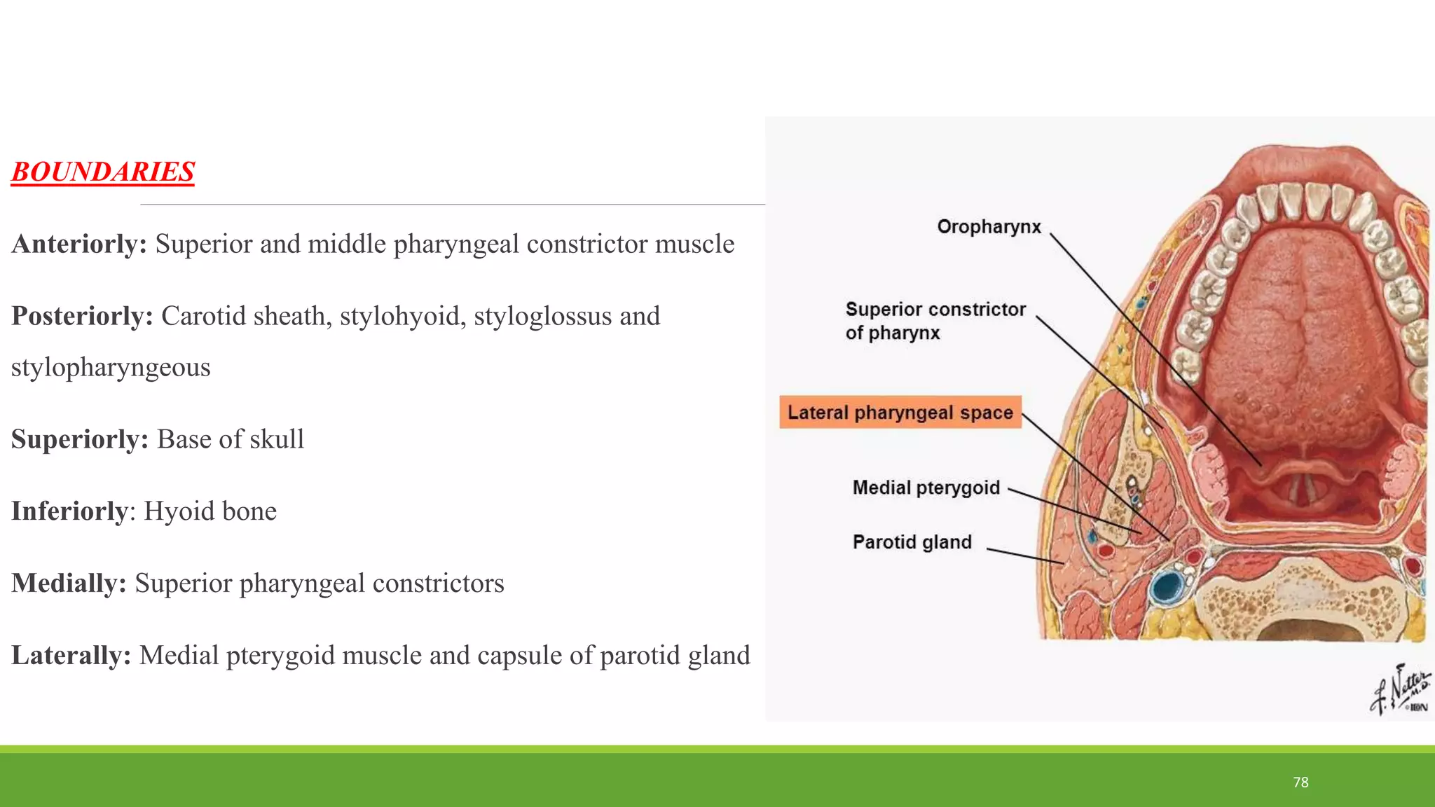 BOUNDARIES
Anteriorly: Superior and middle pharyngeal constrictor muscle
Posteriorly: Carotid sheath, stylohyoid, styloglossus and
stylopharyngeous
Superiorly: Base of skull
Inferiorly: Hyoid bone
Medially: Superior pharyngeal constrictors
Laterally: Medial pterygoid muscle and capsule of parotid gland
78
 