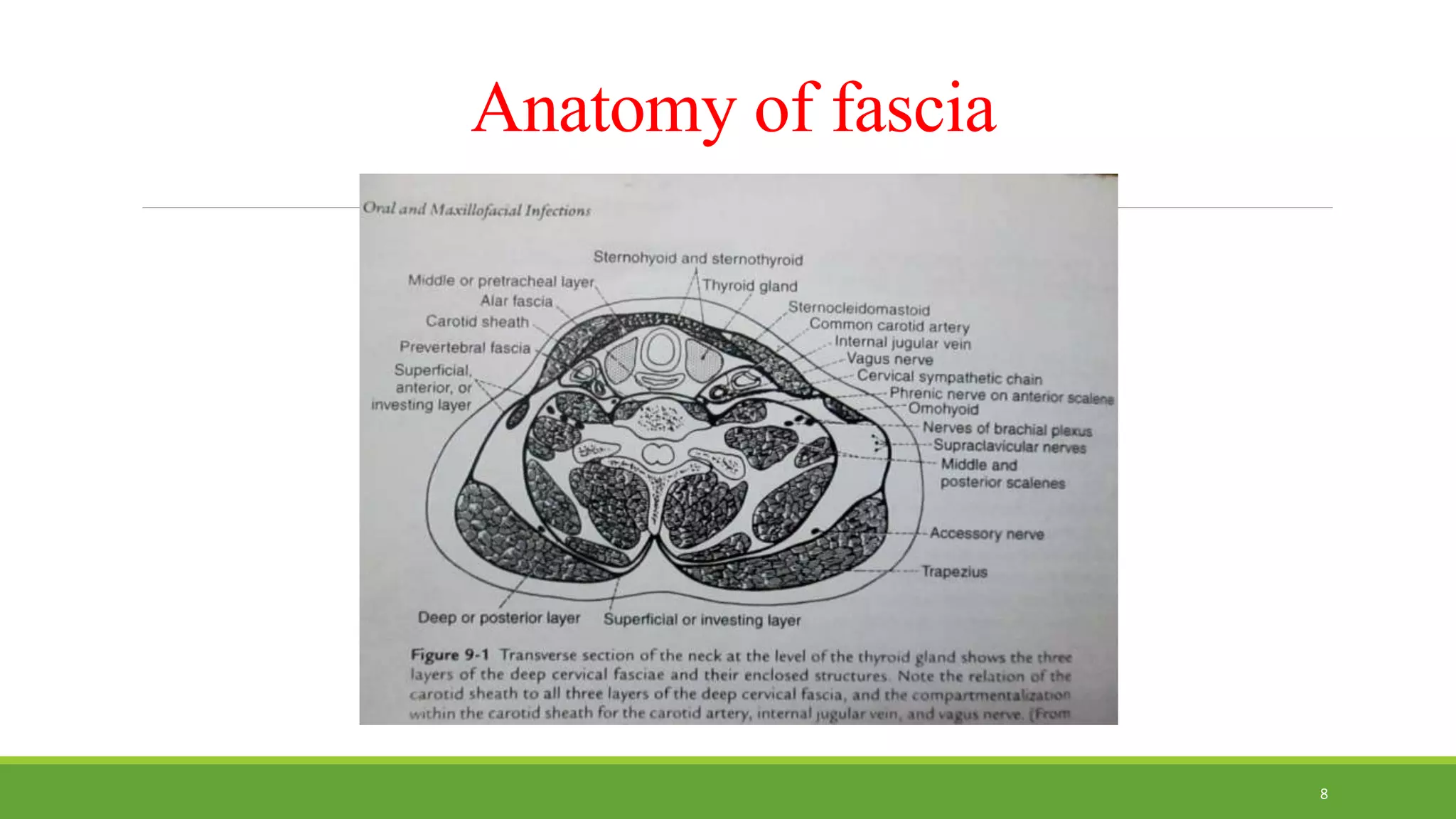 Anatomy of fascia
8
 